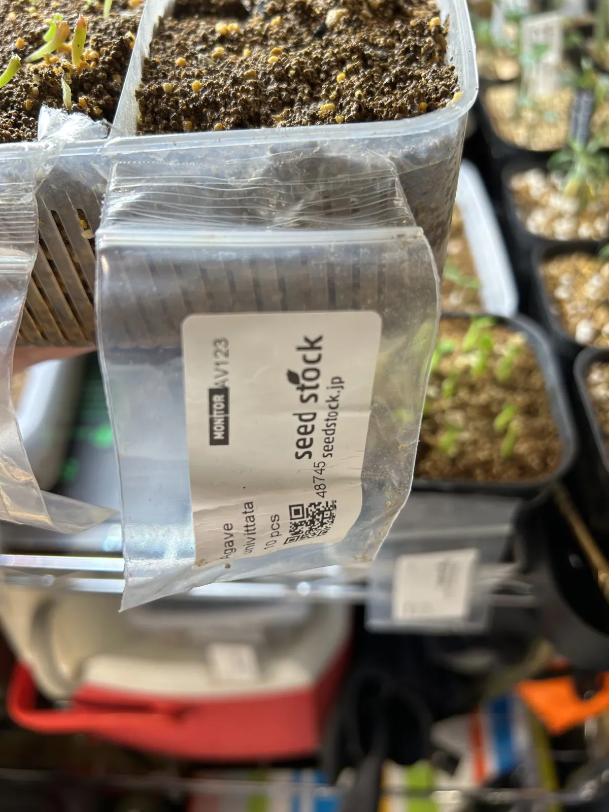 Agave univittata (アガベ ユニビタータ)