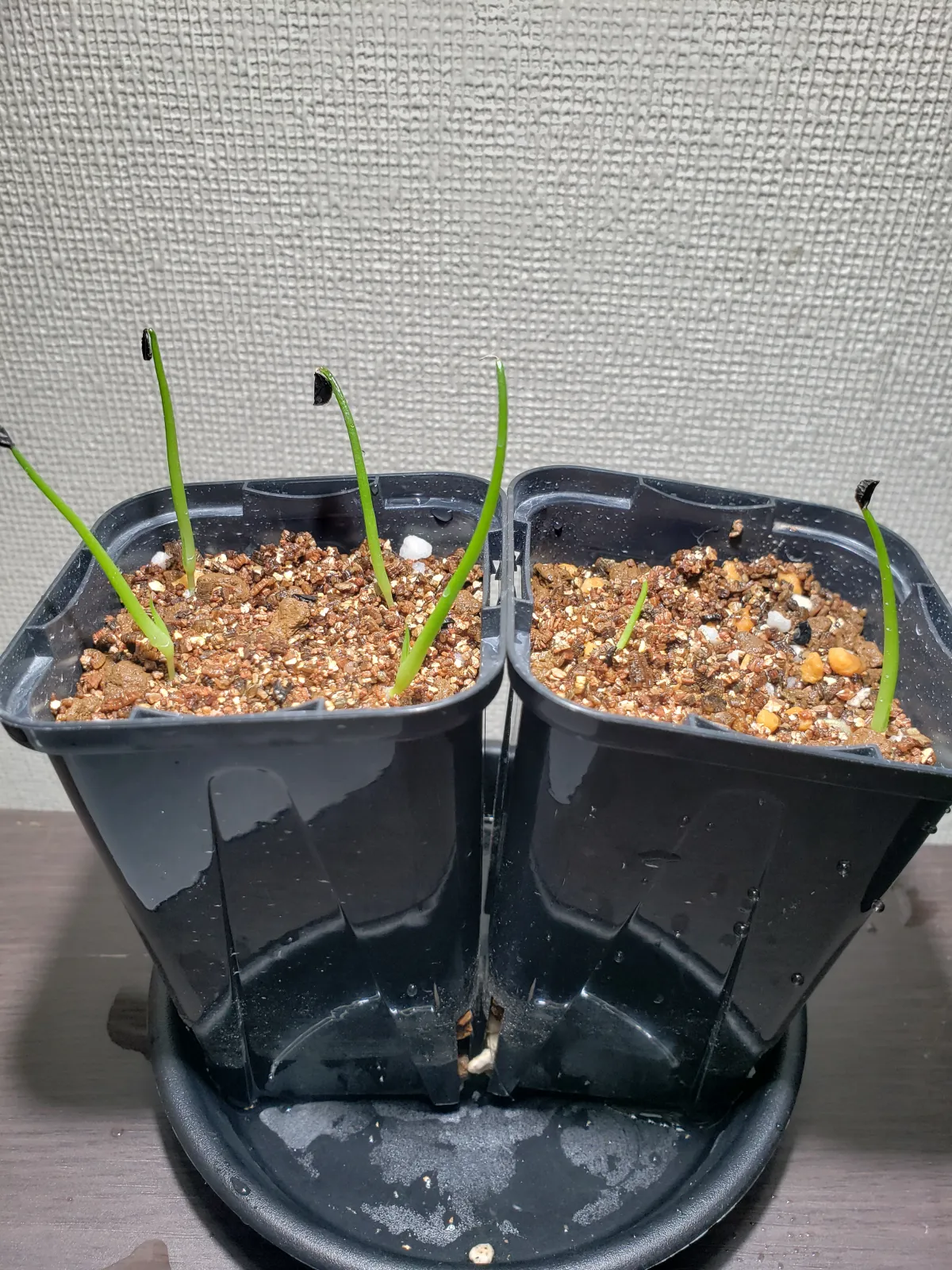 Agave stricta (アガベ ストリクタ)