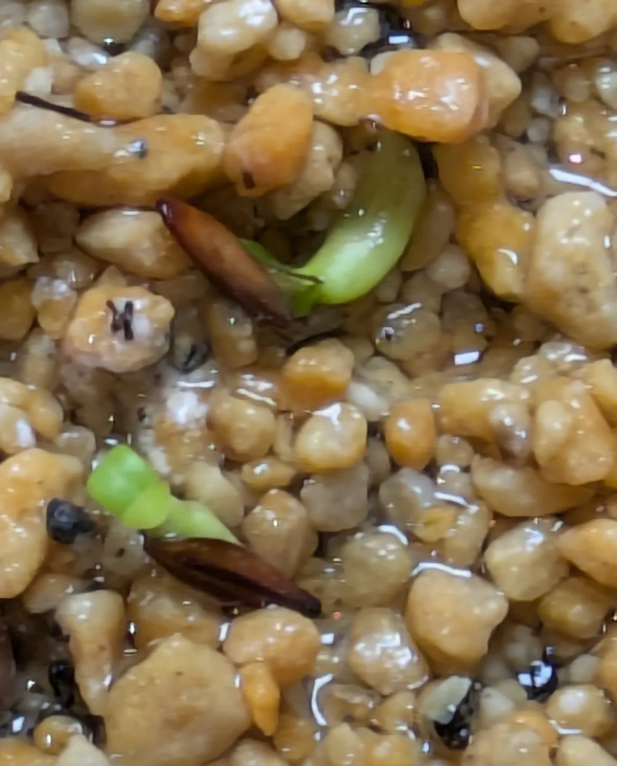 Pachypodium rosulatum var. gracilius (パキポディウム グラキリス)