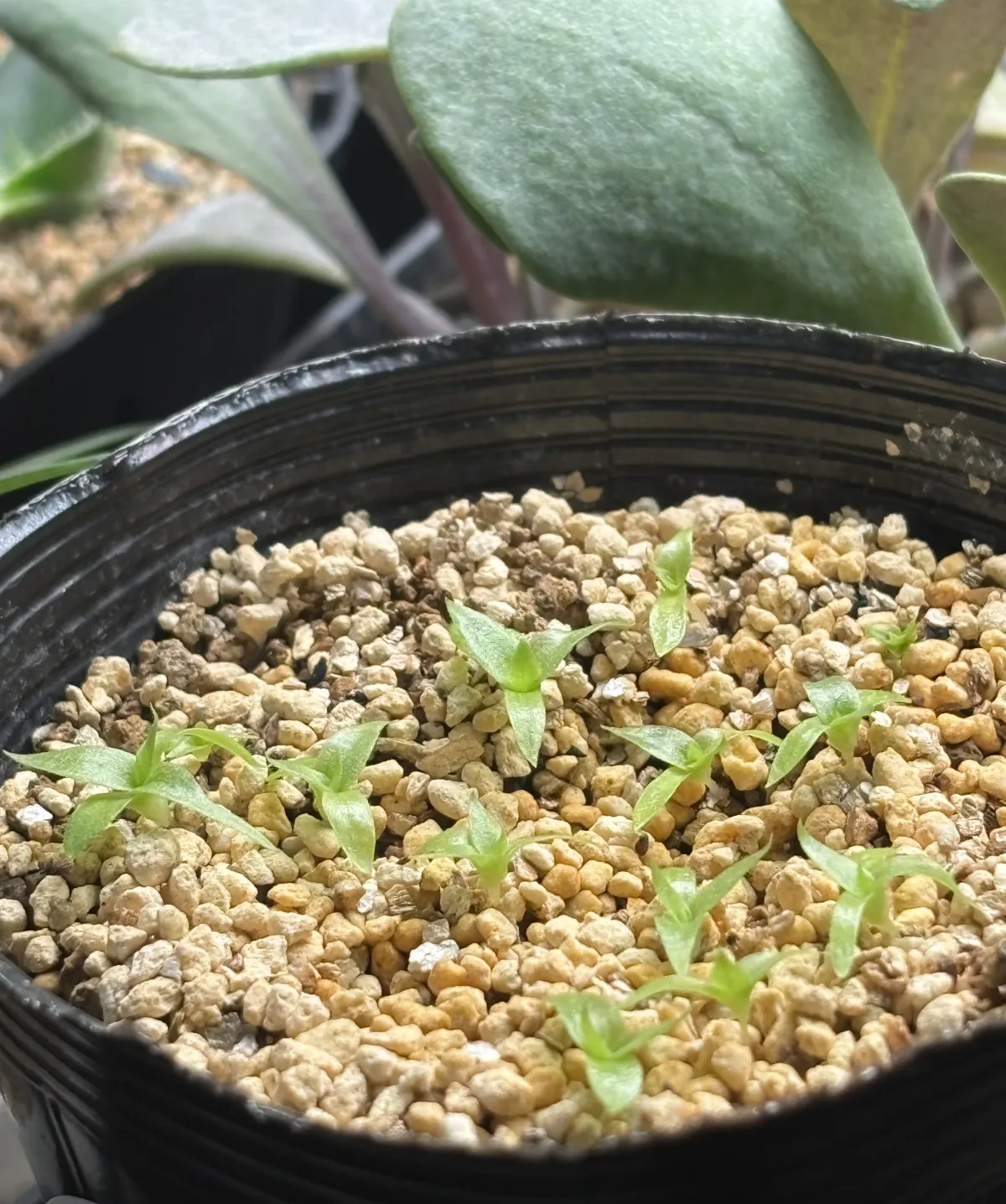 Puya weddelliana (プヤ ウェデリアナ)