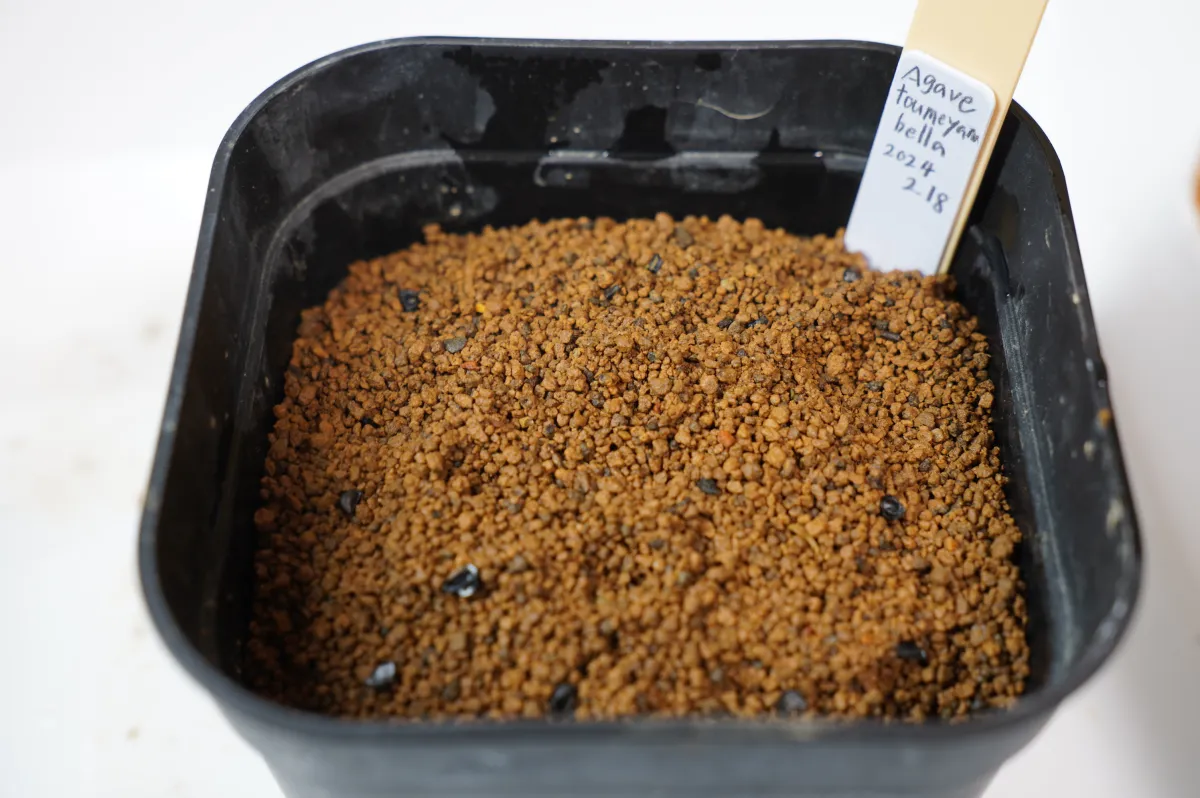 Agave toumeyana var. bella (アガベ トウメヤナ ベラ)