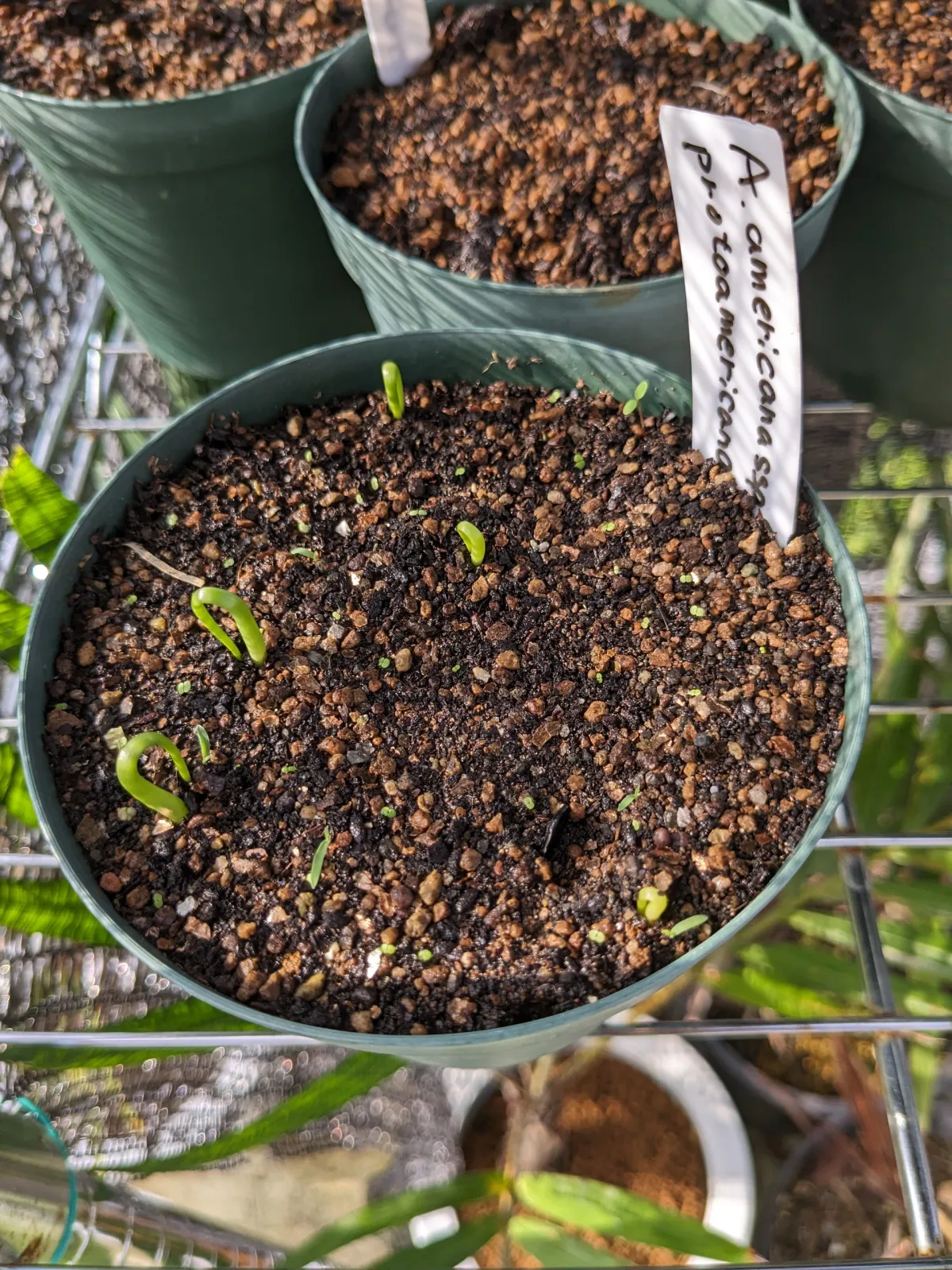 Agave americana ssp. americana (アガベ アメリカーナ)