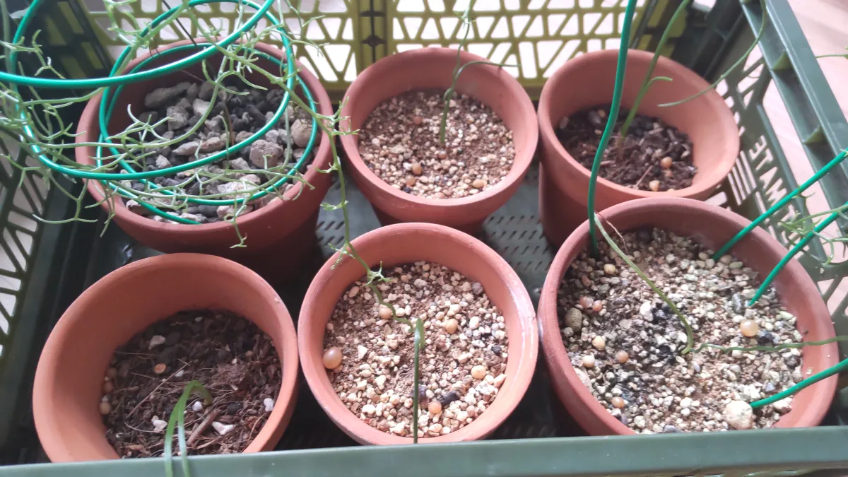 Bowiea volubilis (ボウィエア ボルビリス 蒼角殿)