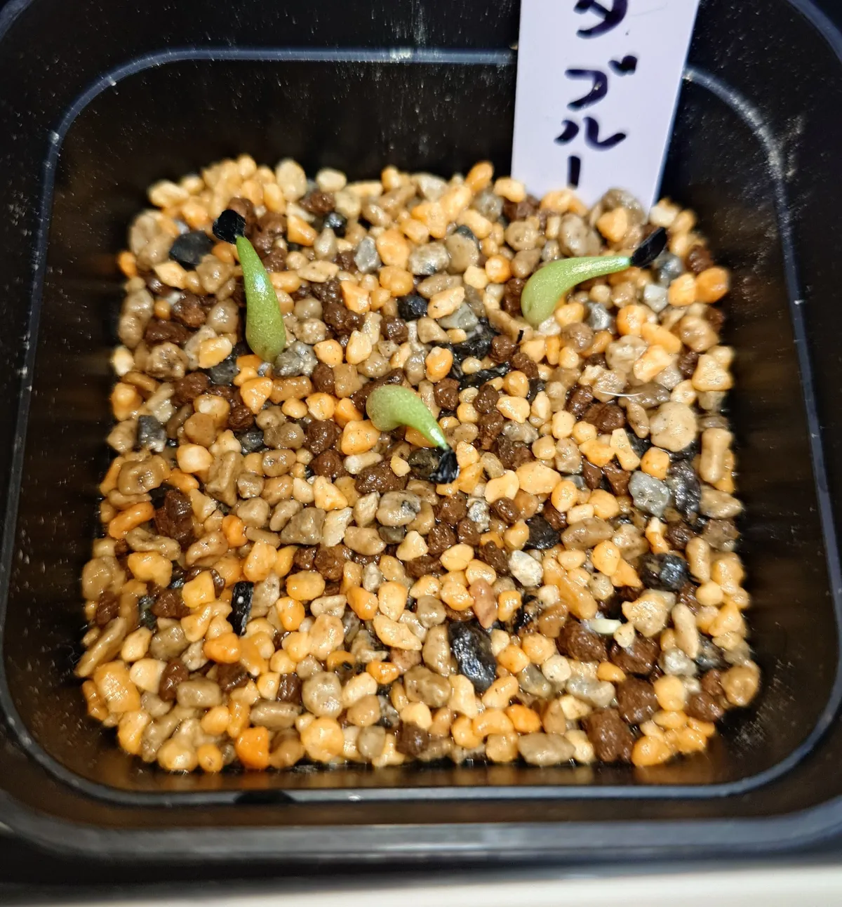 Agave titanota 'Blue' (アガベ チタノタブルー)