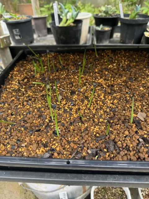 Agave parryi var. truncata (アガベ パリー トランカータ)