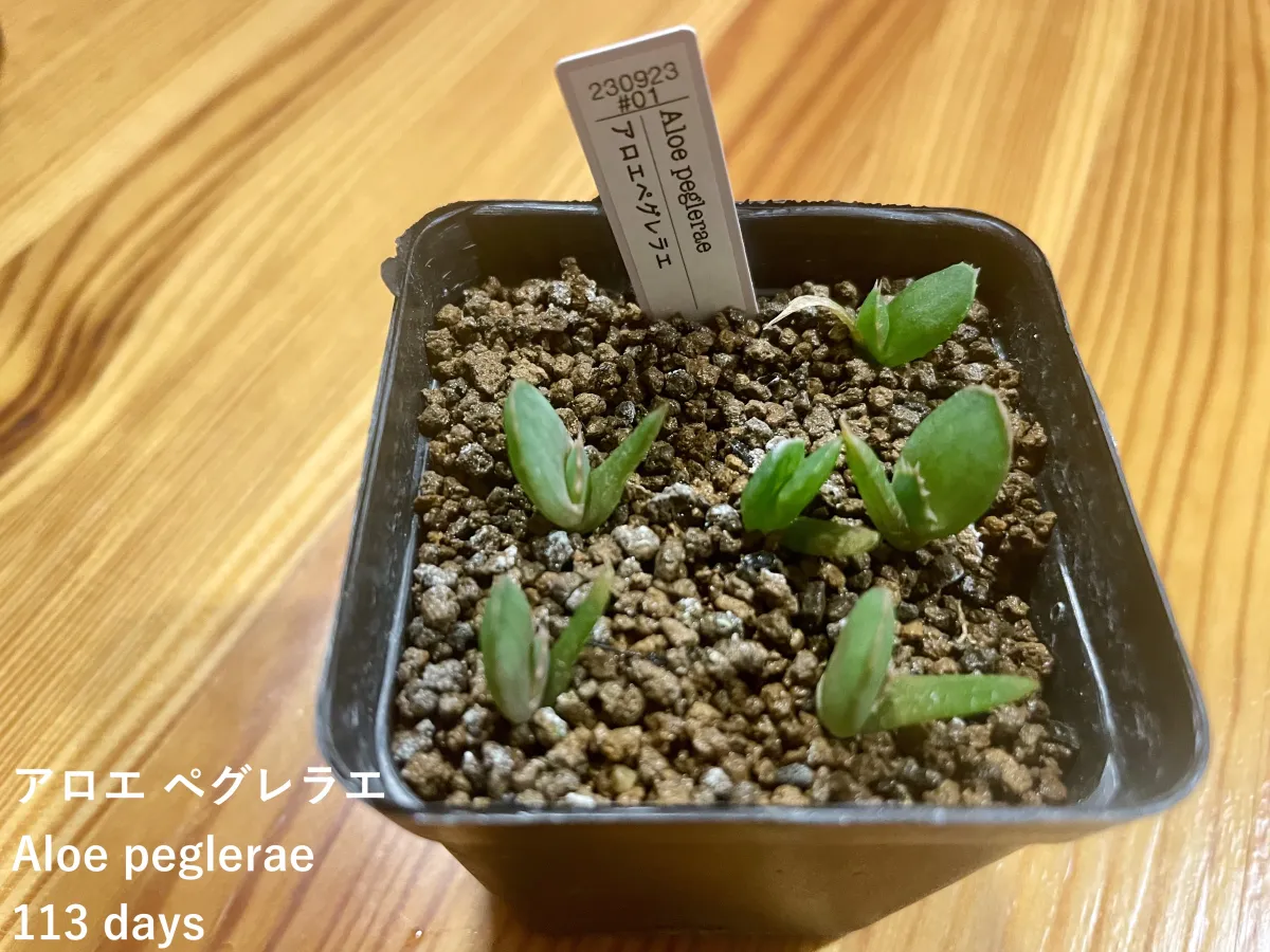 Aloe peglerae (アロエ ペグレラエ)