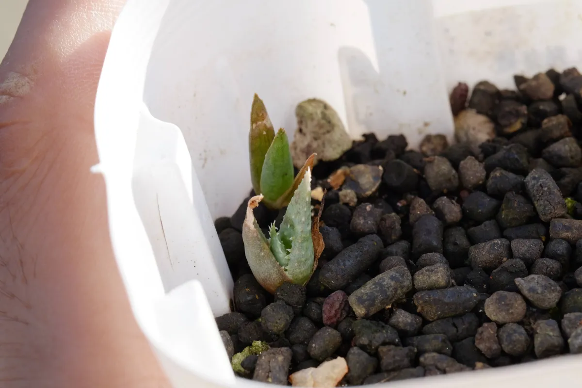 Aloe parvula (アロエ パルブラ 女王錦)