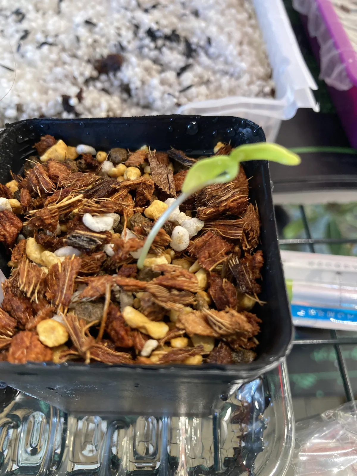 Fouquieria formosa (フォークイエリア フォルモサ)