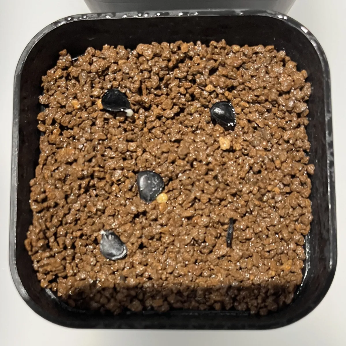 Agave americana ssp. americana (アガベ アメリカーナ)