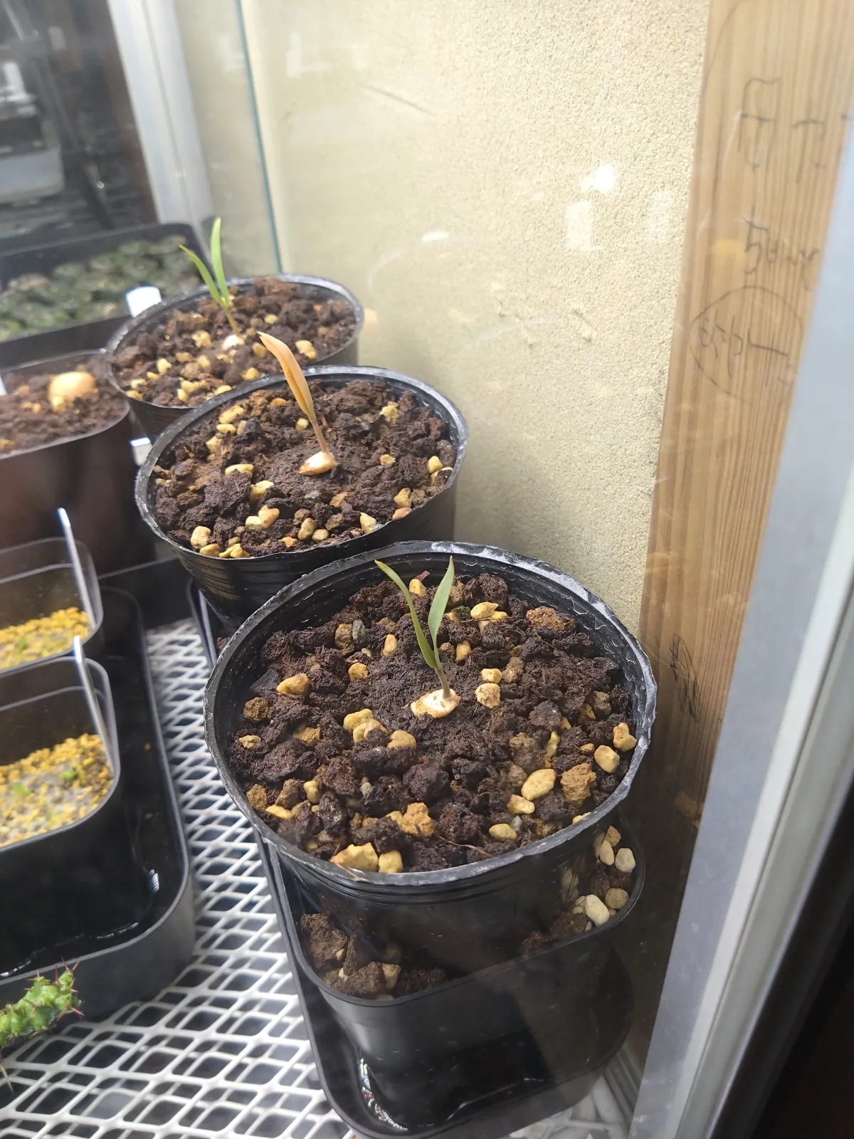 [無料種子/発芽難ロット] ウェルウィッチア ミラビリス 奇想天外 Welwitschia mirabilis