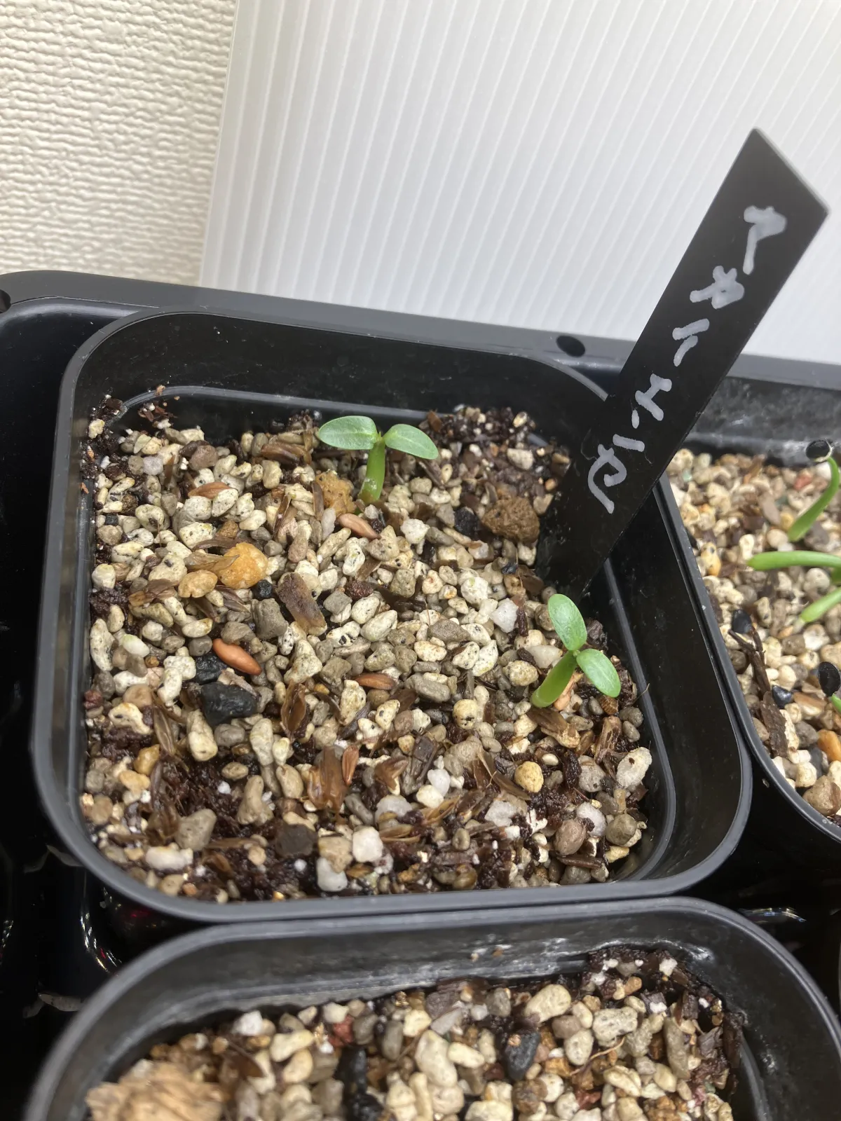 Pachypodium rosulatum subsp. makayense (パキポディウム マカイエンセ)