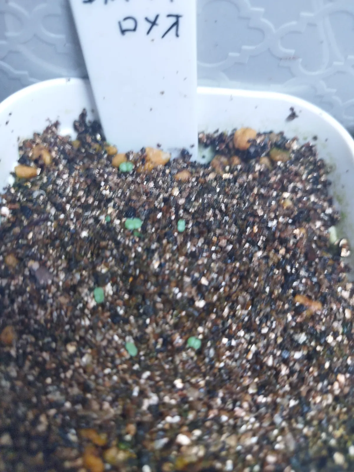 Echeveria agavoides 'Romeo' (エケベリア アガボイデス ロメオ)