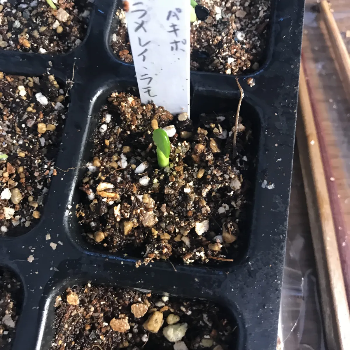 Pachypodium lamerei var. ramosum (パキポディウム ラモサム)