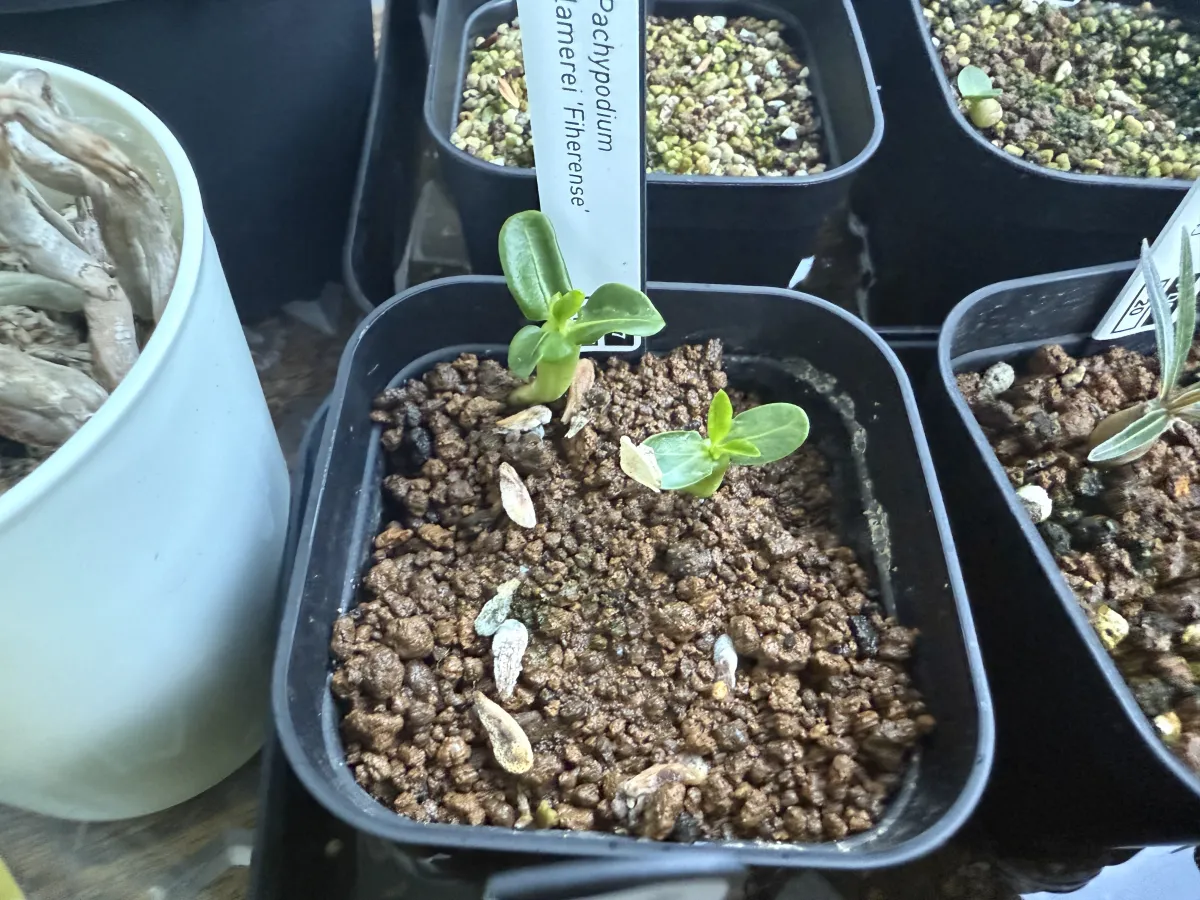 Pachypodium lamerei var. fiherenense (パキポディウム フィヘレンセ)