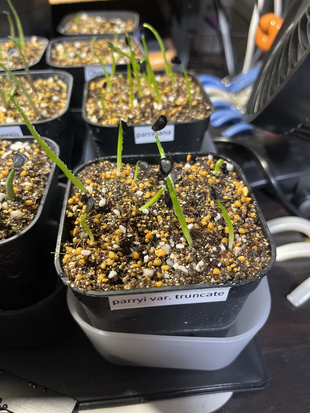 Agave parryi var. truncata (アガベ パリー トランカータ)