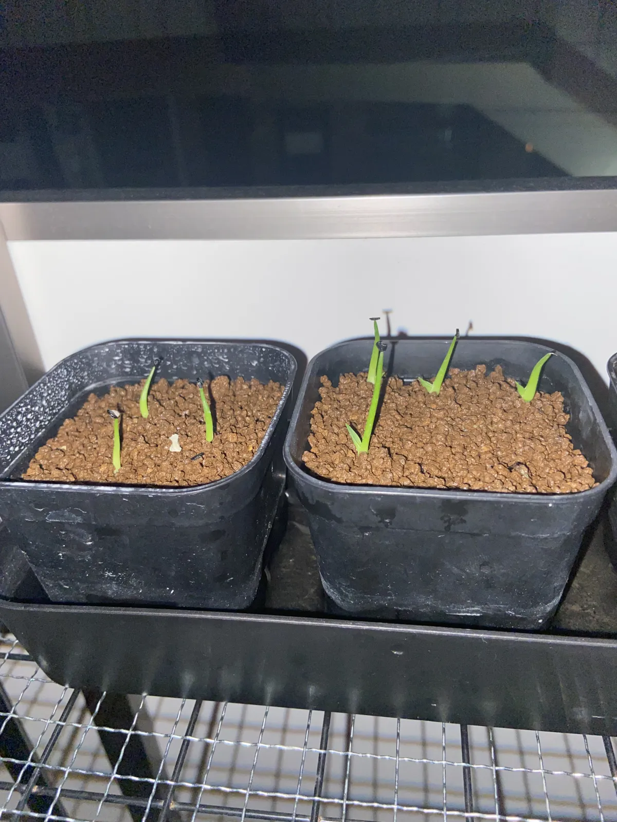 Agave utahensis var. eborispina 'Corkscrew' (アガベ ユタエンシスコークスクリュー)