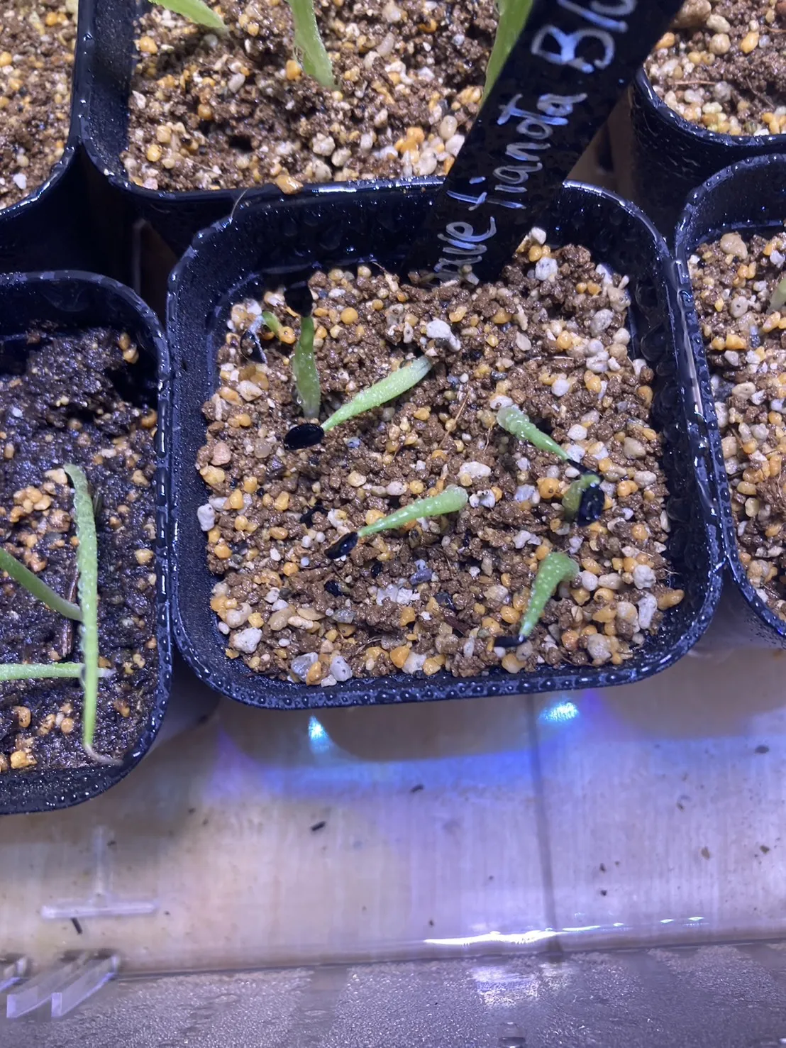 Agave titanota 'Blue' (アガベ チタノタブルー)