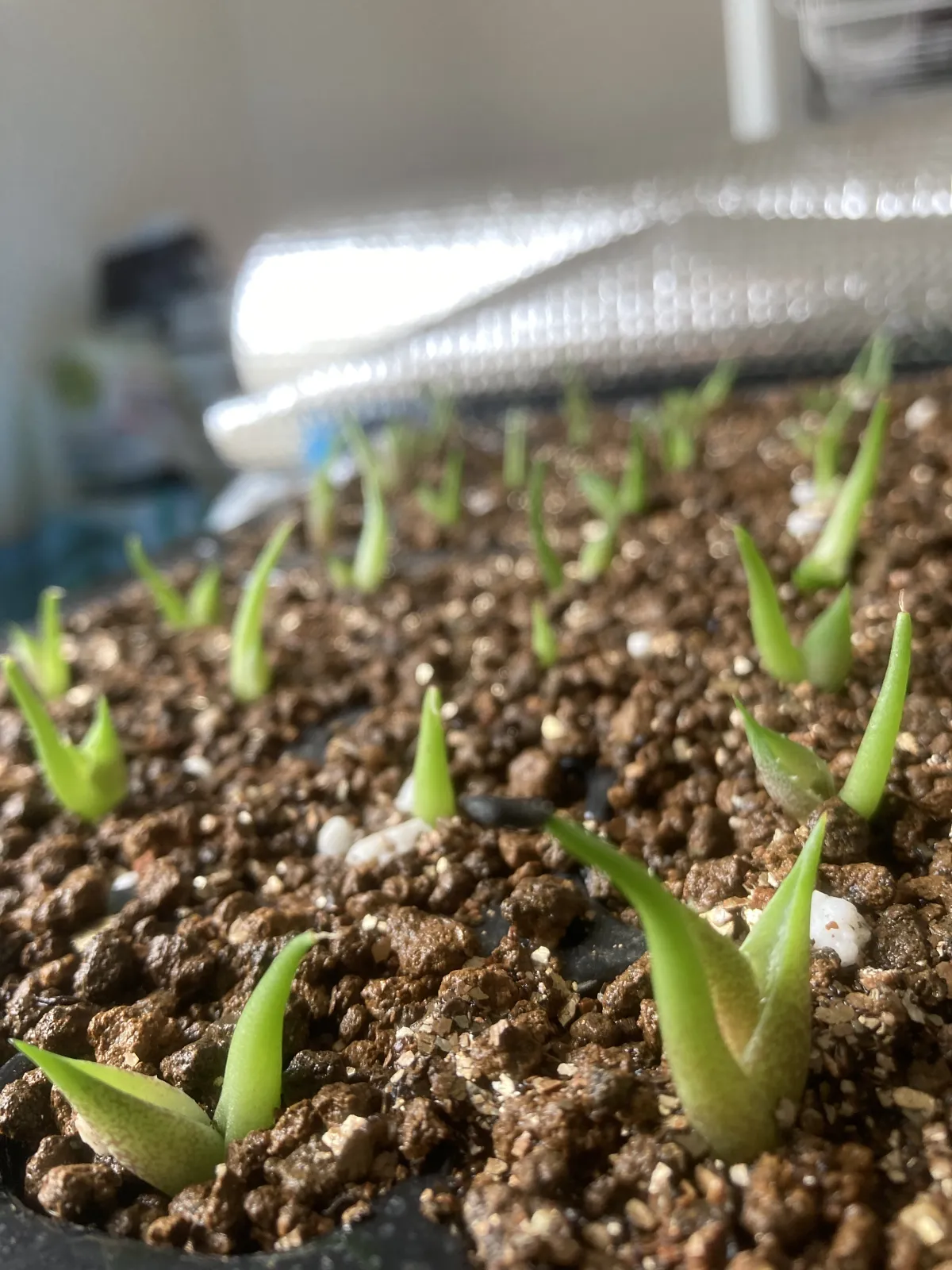 Agave titanota 'Blue' (アガベ チタノタブルー)