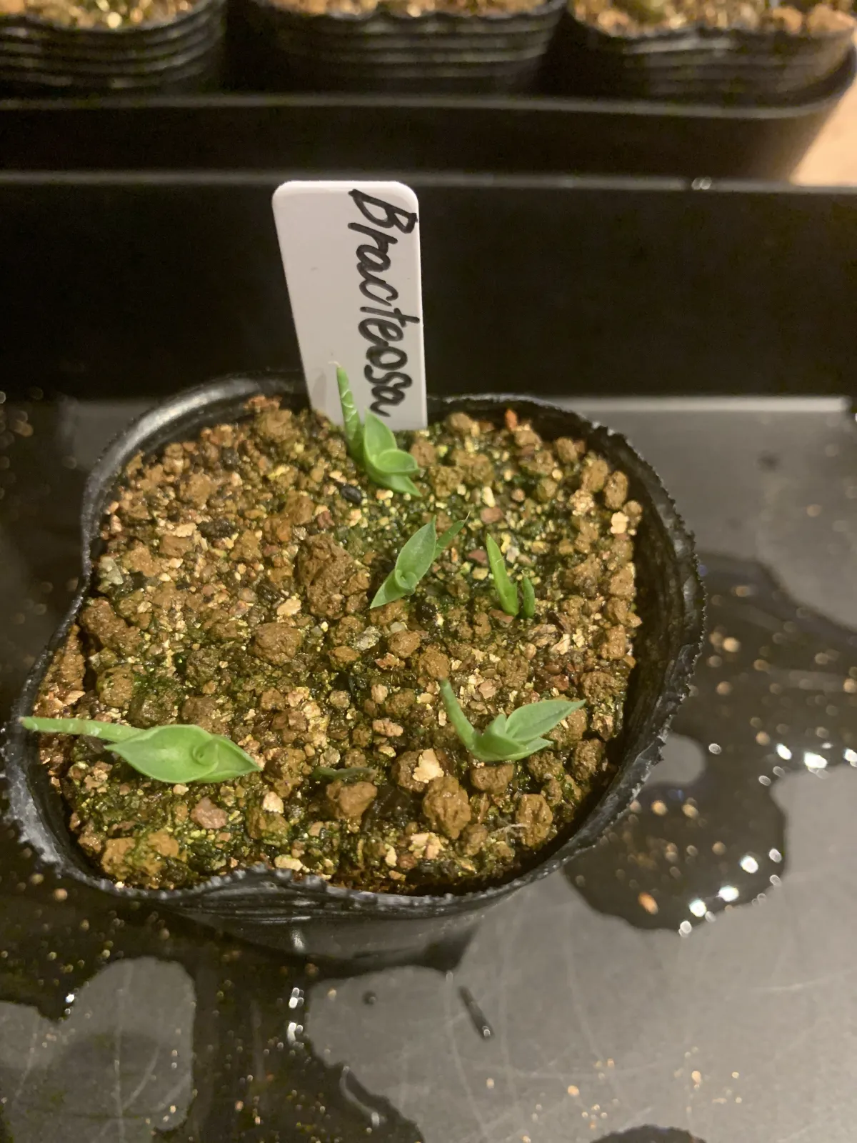 Agave bracteosa (アガベ ブラクテオーサ)