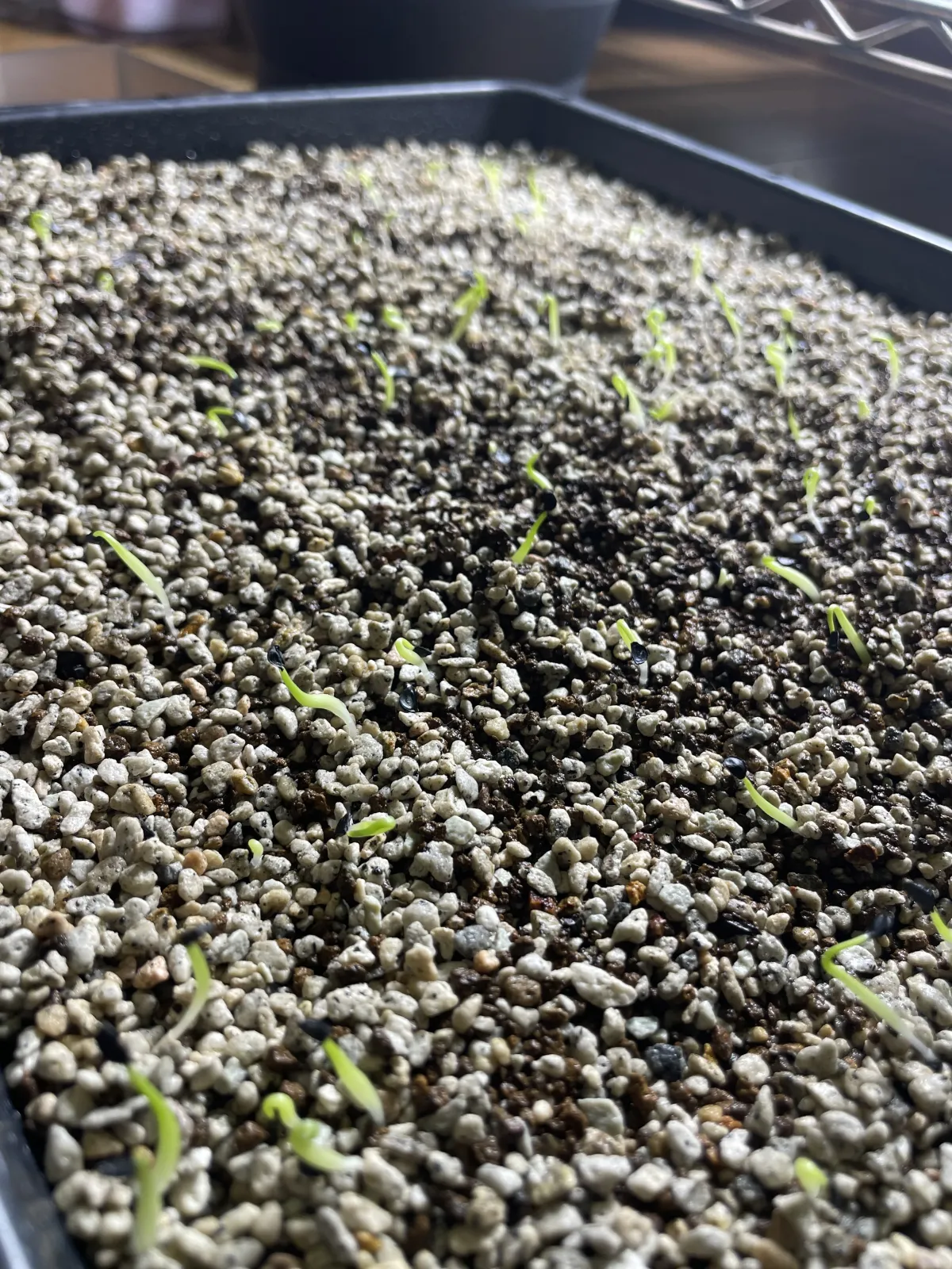 Agave oteroi (アガベ オテロイ)