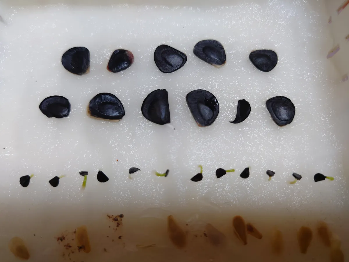 Agave gypsicola (アガベ ジブシコーラ)