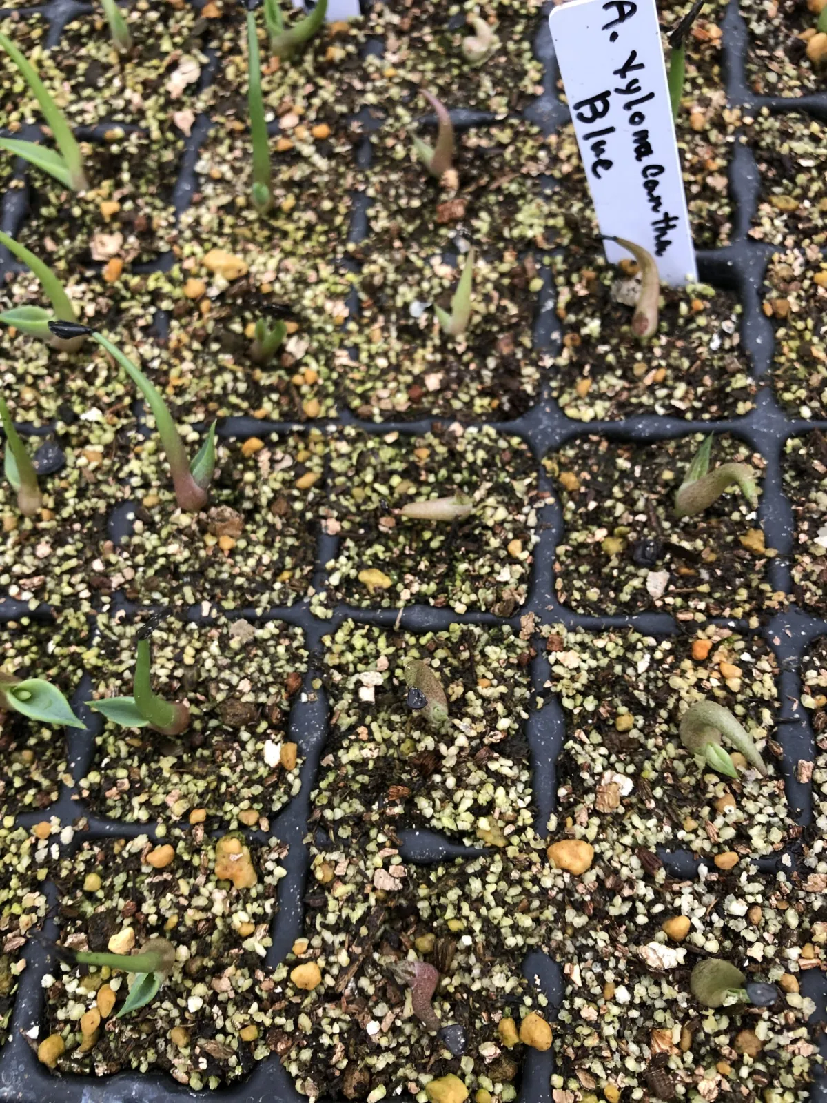 Agave xylonacantha (アガベ キシロナカンサブルー)