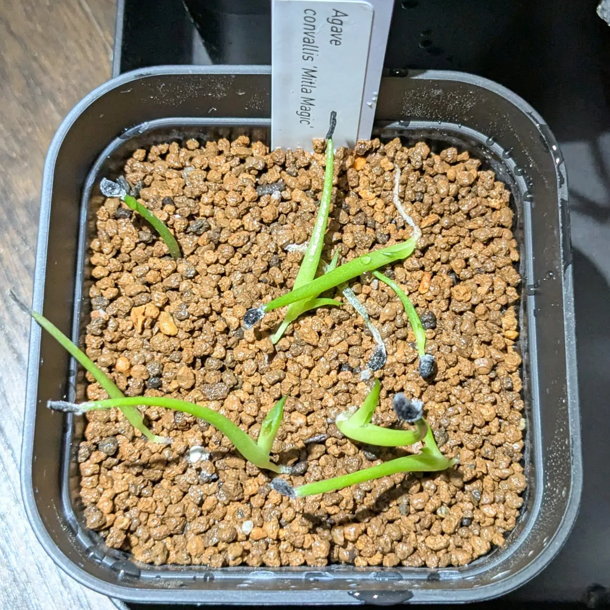 Agave convallis Mitra Magic (アガベ コンワリス ミトラマジック)