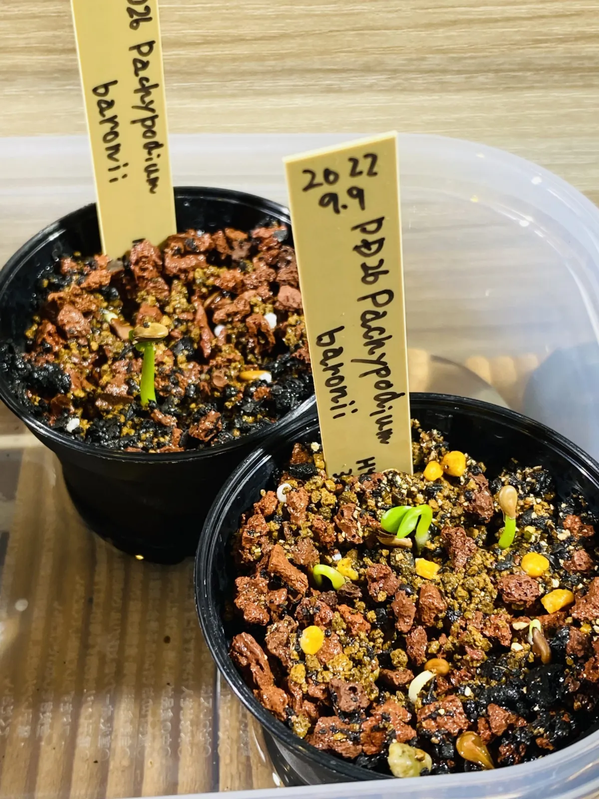 Pachypodium baronii (パキポディウム バロニー)