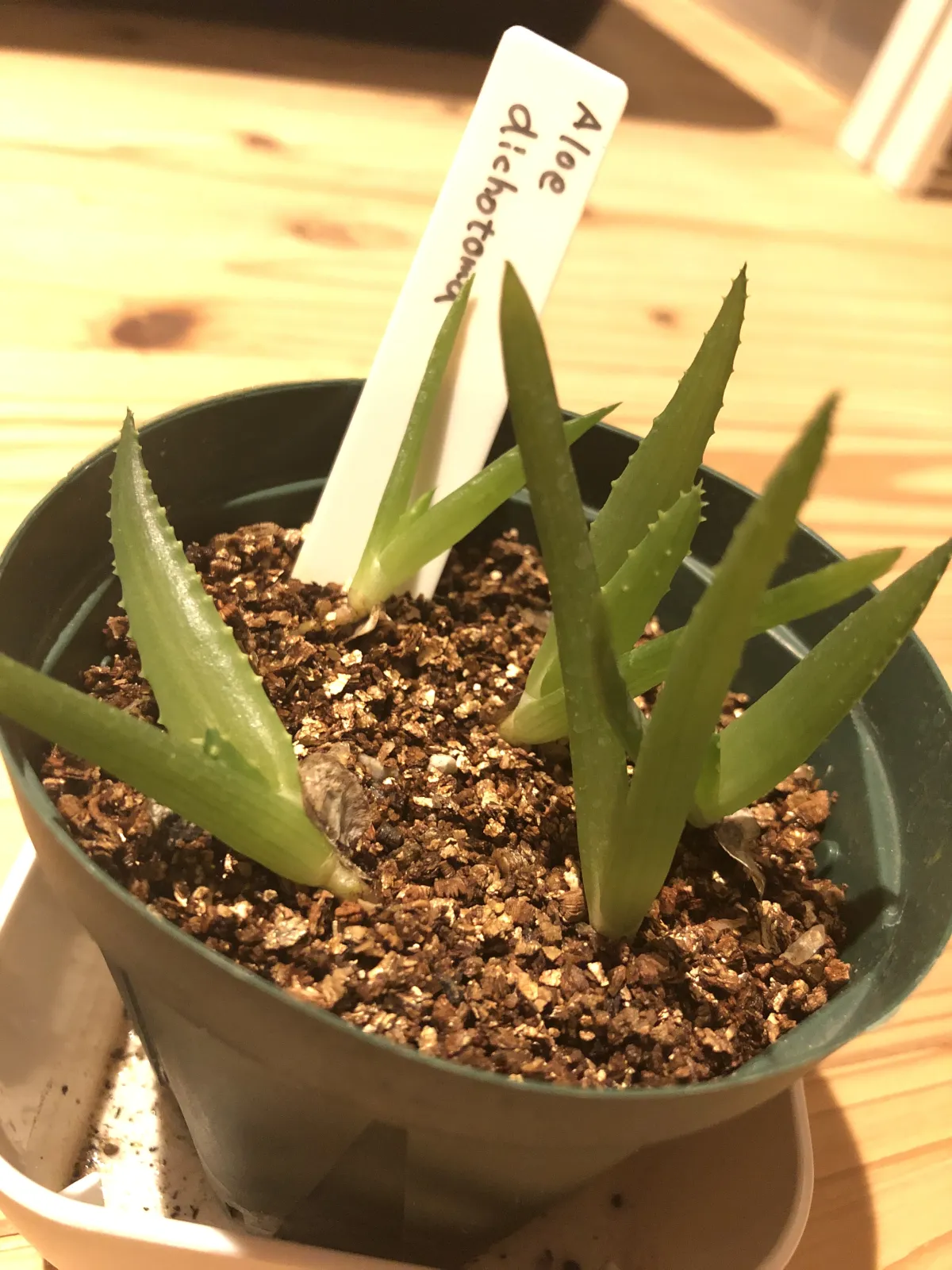 Aloe dichotoma (アロエ ディコトマ)