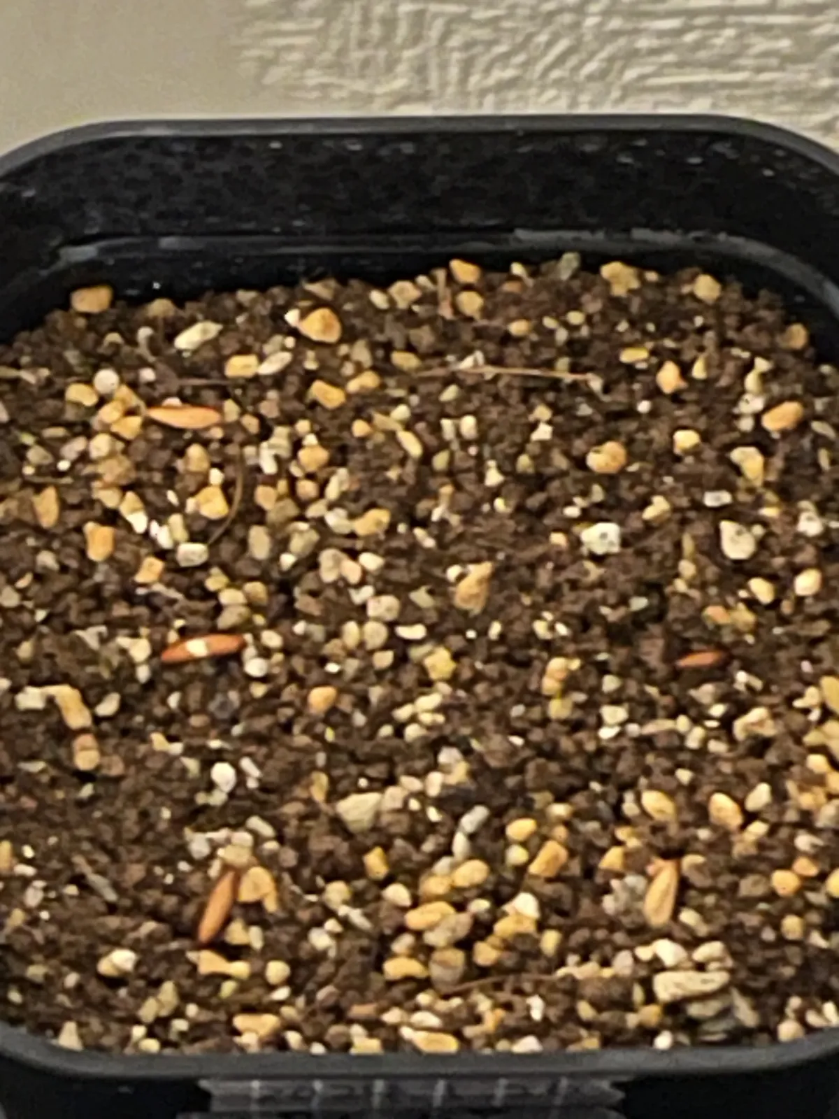 Pachypodium rosulatum var. gracilius (パキポディウム グラキリス)