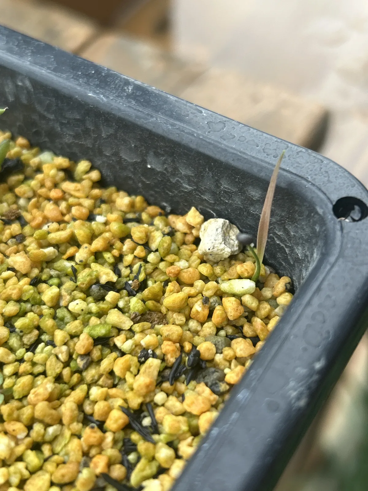 Cordyline australis (コルディリネ オーストラリス)