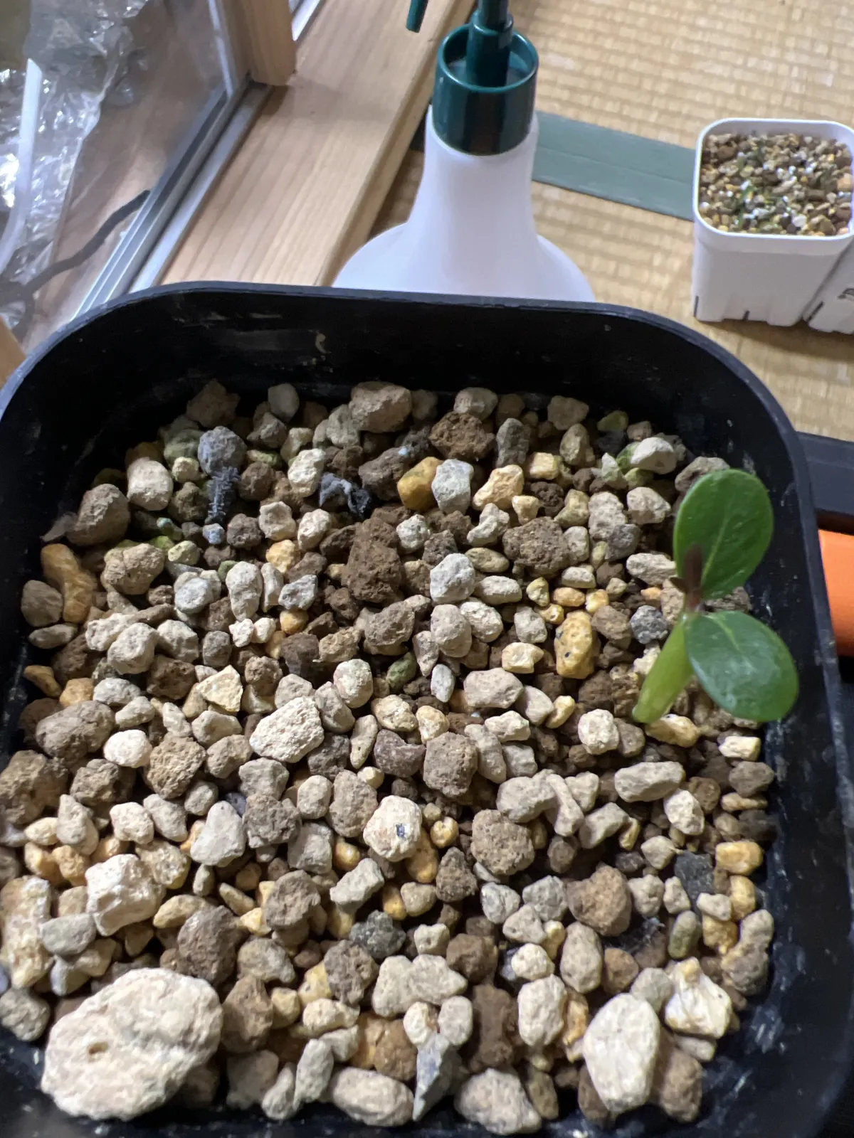 Pachypodium baronii (パキポディウム バロニー)