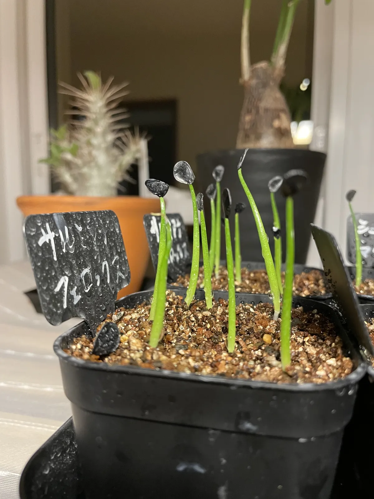 Agave salmiana var. ferox (アガベ フェロックス)