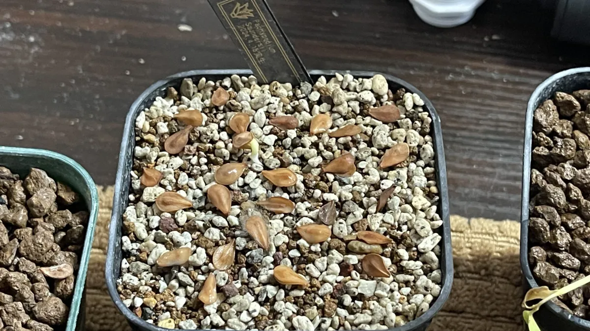 Pachypodium saundersii (パキポディウム サンデルシー 白馬城)