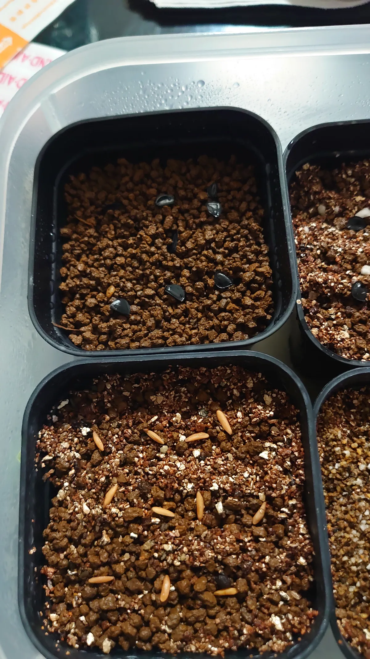 [無料種子] 発芽難 パキポディウム グラキリス　 Pachypodium rosulatum var. gracilius