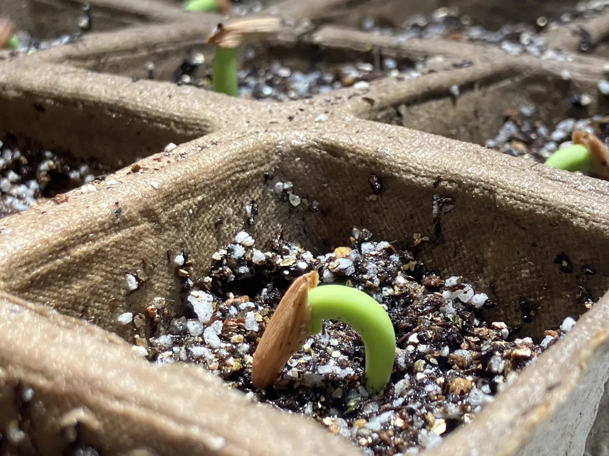 Adenium arabicum (アデニウム エイリアン)
