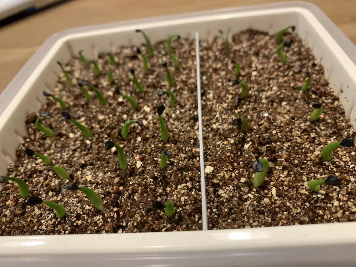 Agave montana (アガベ モンタナ)