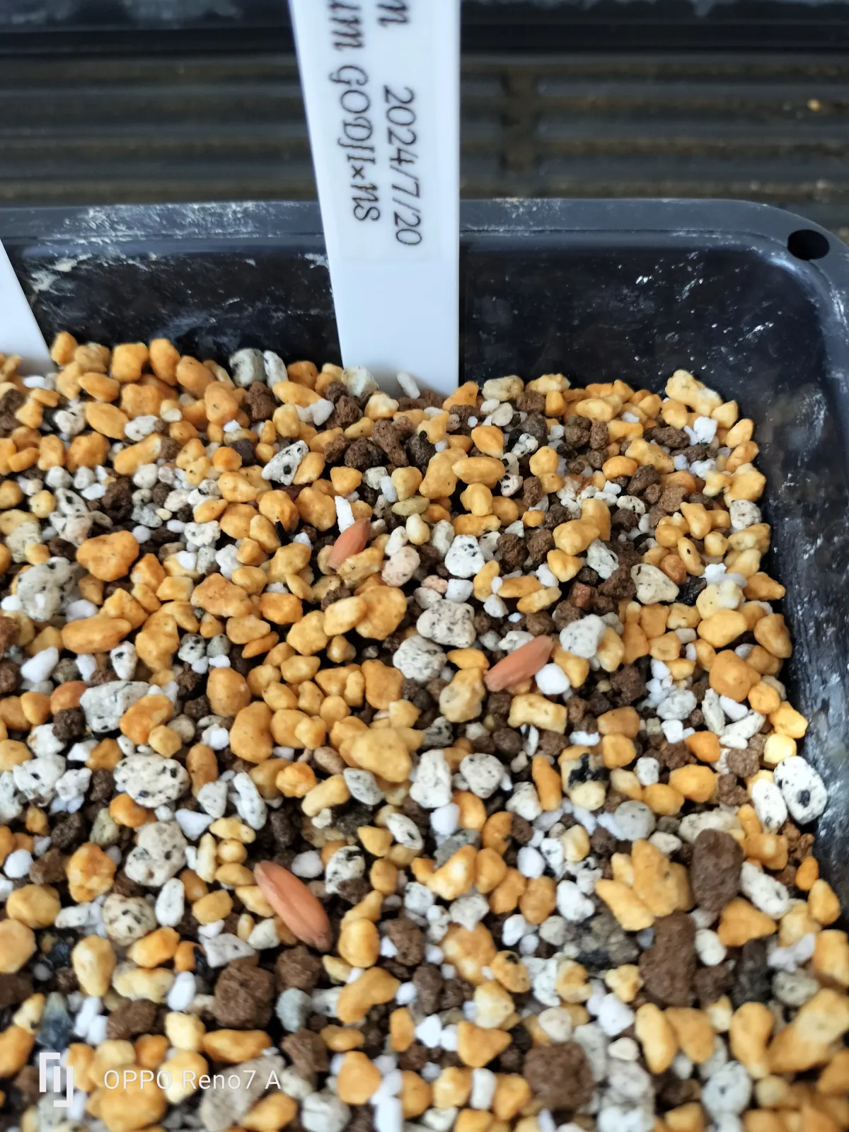 Adenium arabicum Godji x NSDD (アデニウム アラビカム ゴッジ  x NSDD)