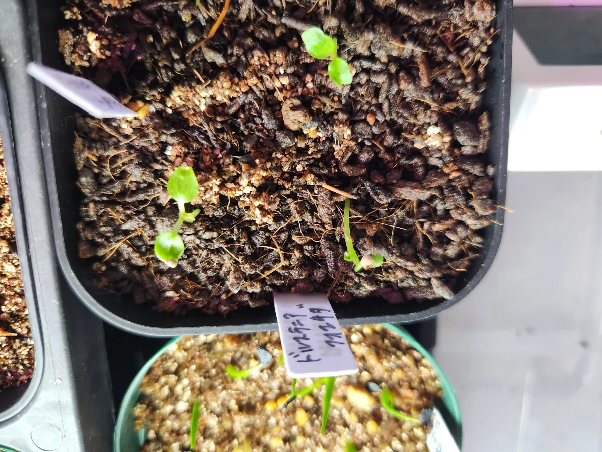 Dorstenia foetida ssp. foetida (ドルステニア フォエチダ)