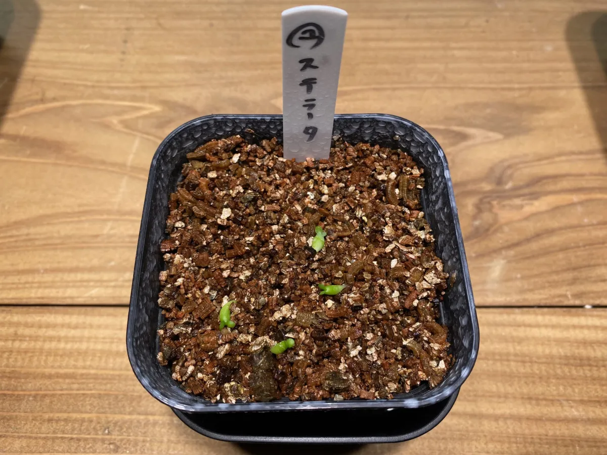 Euphorbia stellata (ユーフォルビア ステラータ 飛竜)