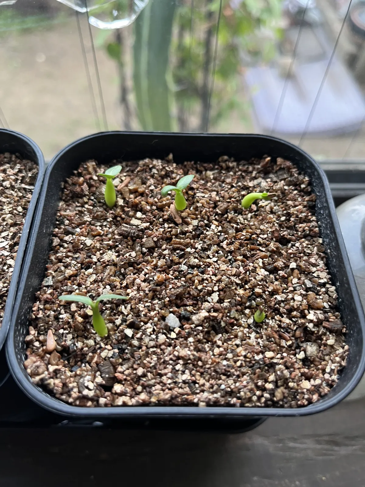 Pachypodium rosulatum subsp. makayense (パキポディウム マカイエンセ)