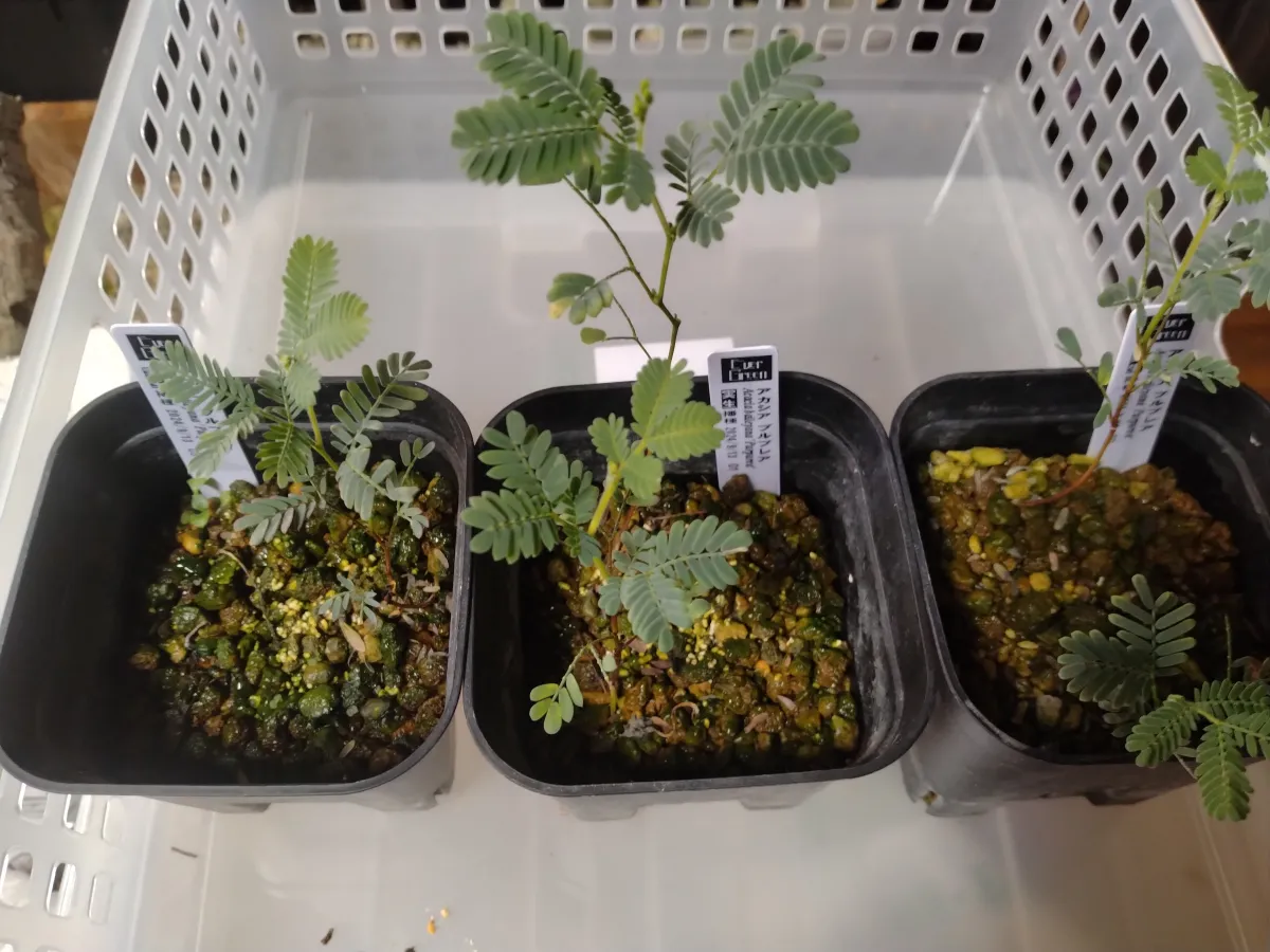 Acacia baileyana 'Purpurea' (アカシア プルプレア)