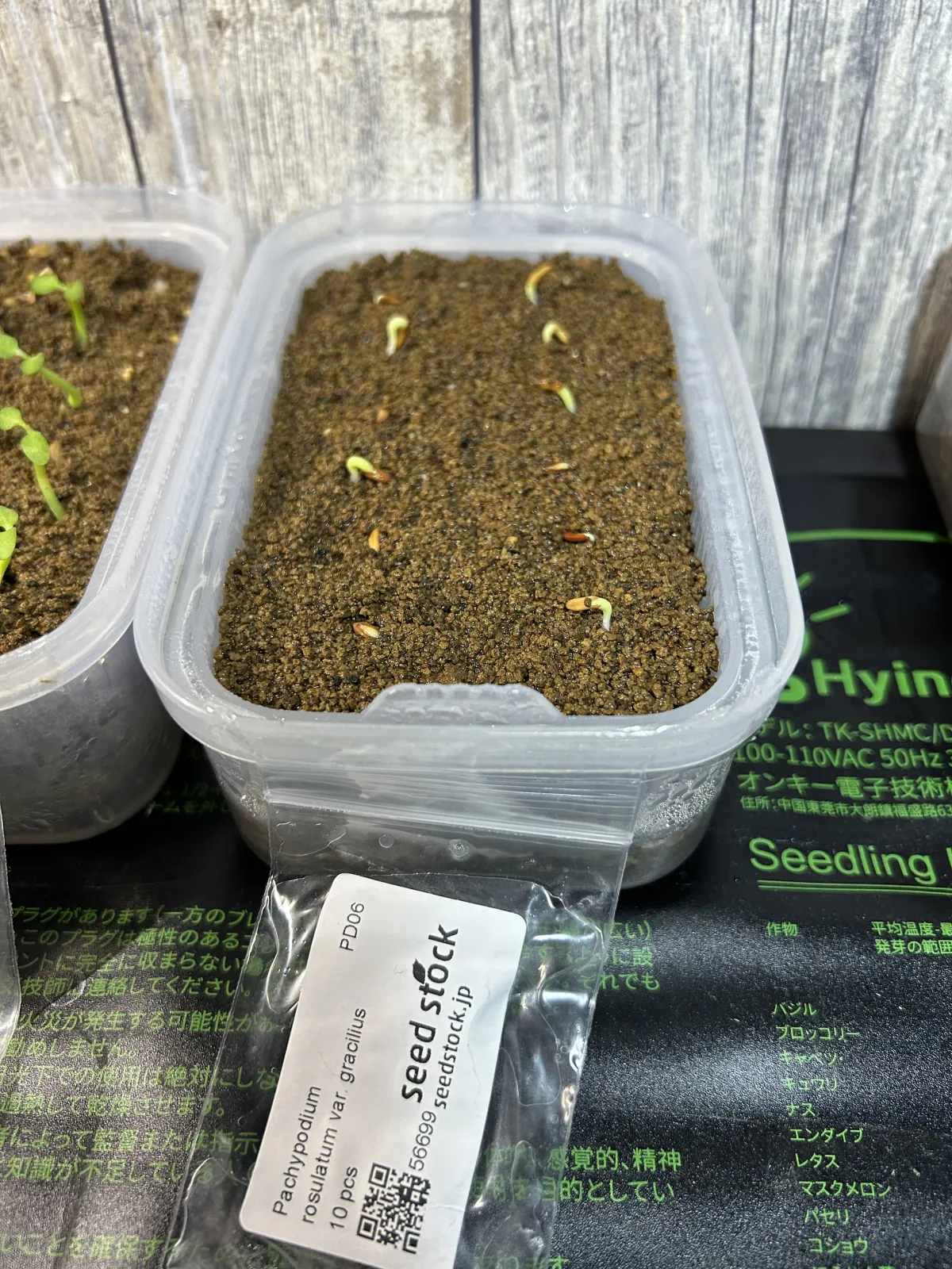 Pachypodium rosulatum var. gracilius (パキポディウム グラキリス)