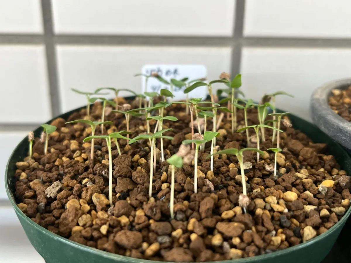 Pachycormus discolor (パキコルムス ディスカラー)