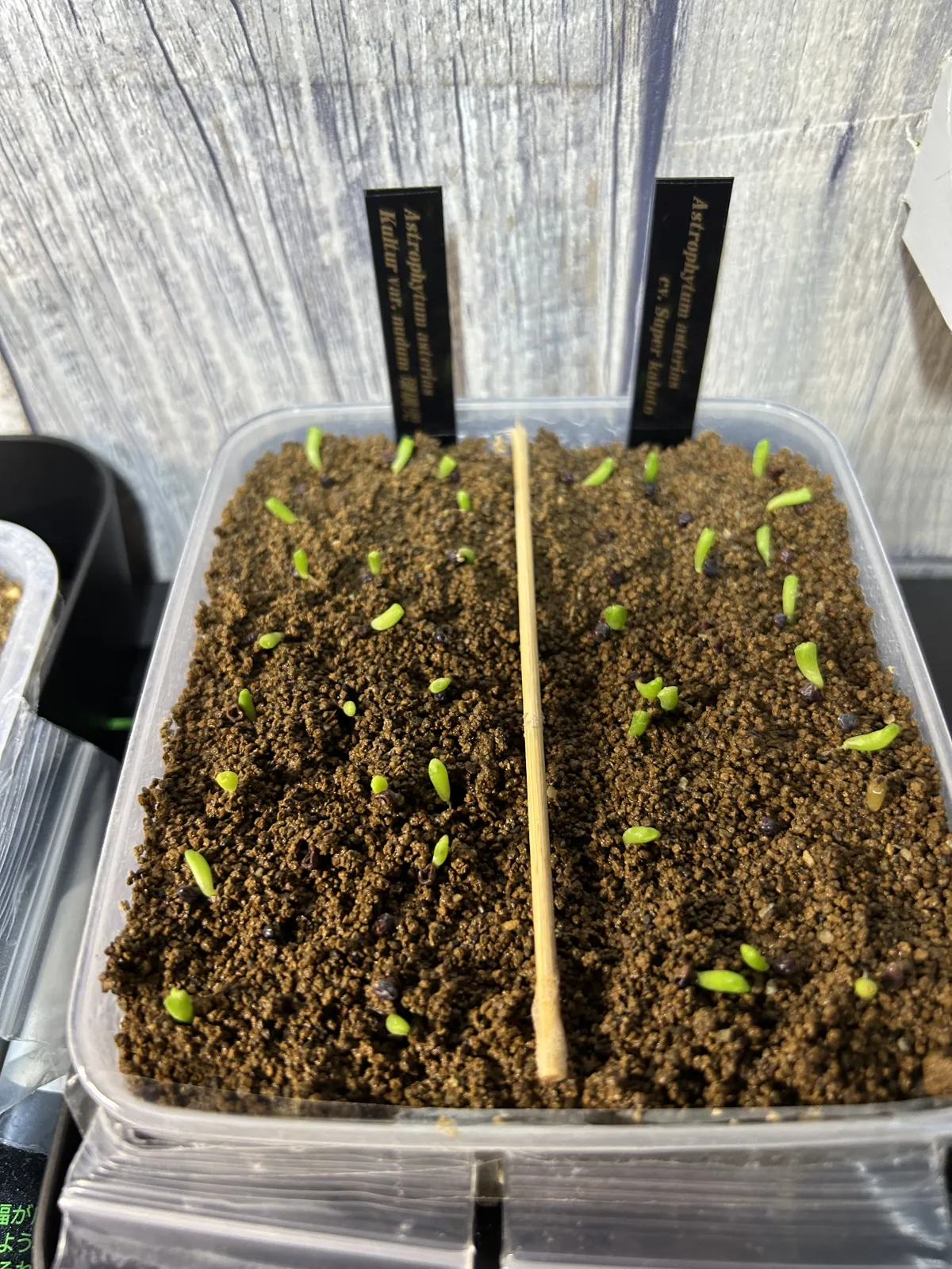 Astrophytum asterias (アストロフィツム スーパー兜)