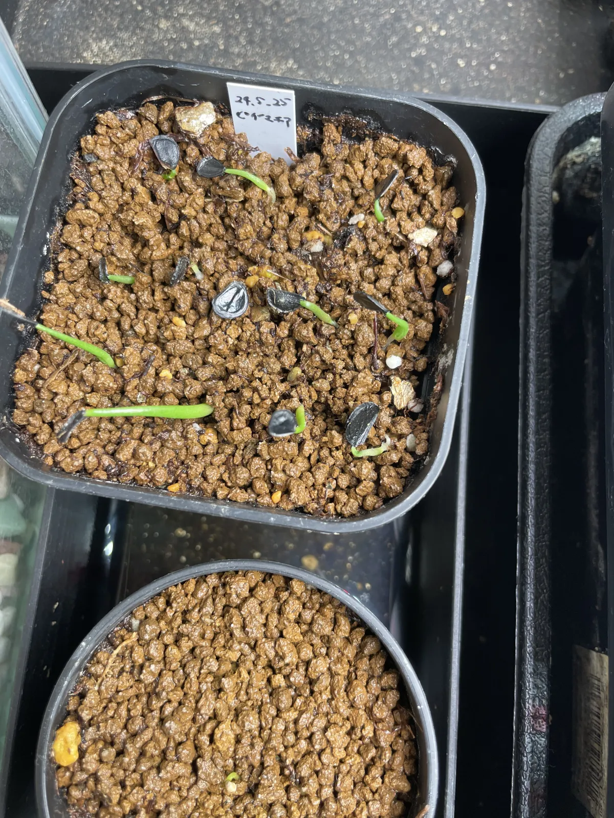 Agave seemanniana (アガベ ピグマエア)