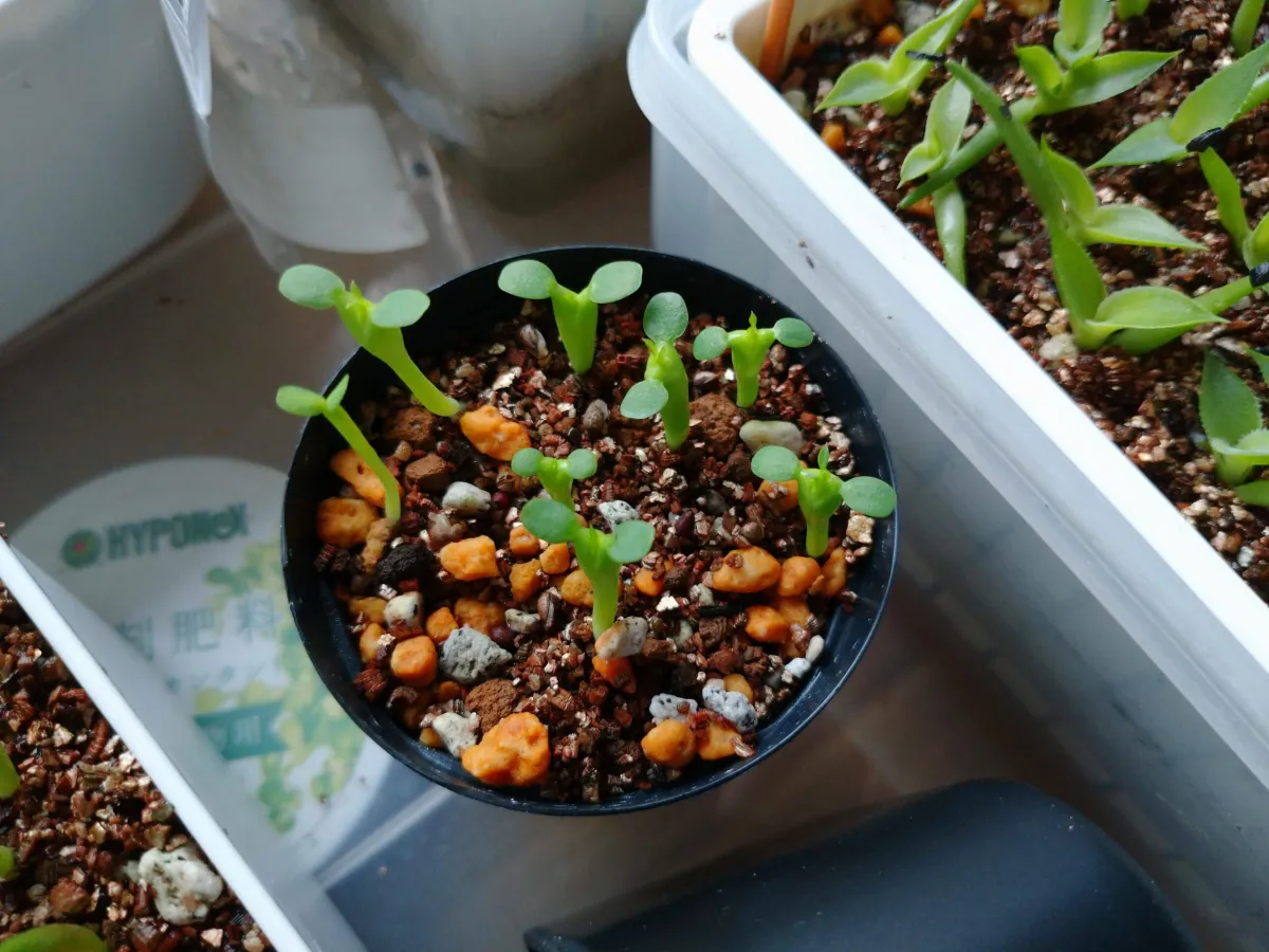 Euphorbia polygona (ユーフォルビア ポリゴナ)