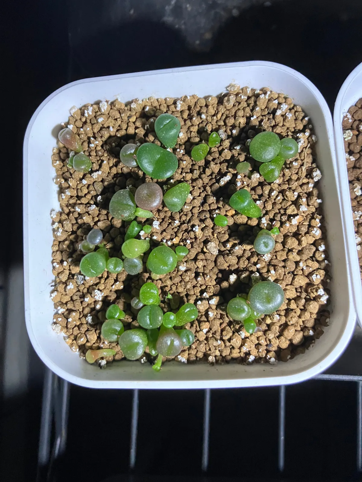 Lithops Mix (リトープス ミックス)
