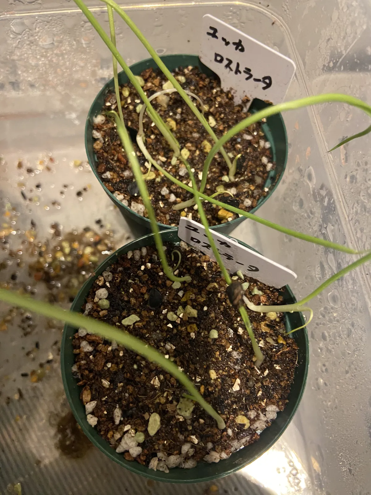 Yucca rostrata (ユッカ ロストラータ)