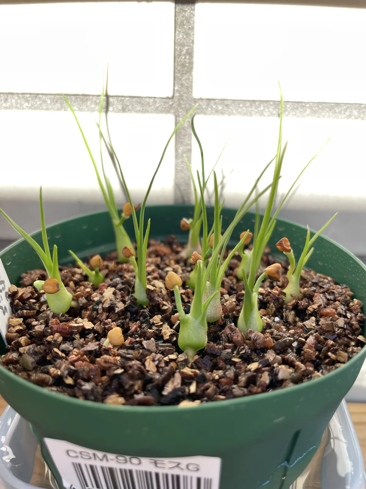 Beaucarnea gracilis (ボーカルネア グラキリス)